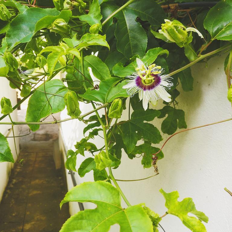 Jungle Guest House Галле Экстерьер фото